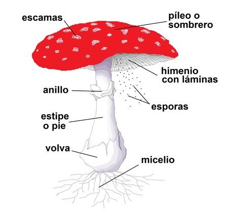 Ilustración de las partes de un champiñón: micelio, hifas, carpóforo, pie, sombrero, himenio.