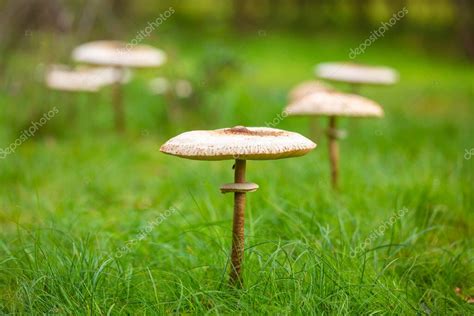 Fotografía de un círculo de champiñones silvestres (anillo de hadas) en un prado.