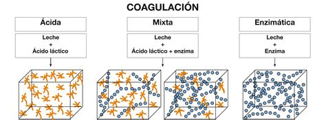 Esquema del proceso de coagulación de la leche por acción de ácidos, mostrando la desestabilización de las micelas de caseína y la formación de cuajos.