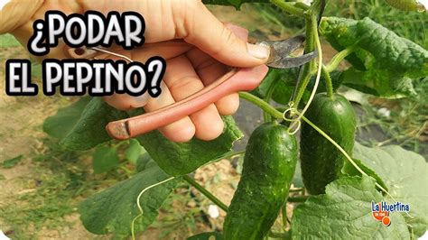 Infografía paso a paso mostrando el corte del pepino y la aplicación de la mostaza en el pan