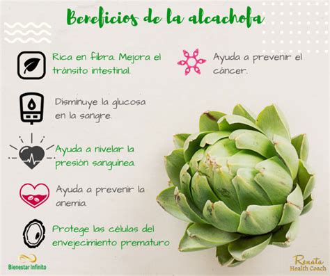 Infografía sobre los componentes activos y beneficios de la alcachofa para la salud