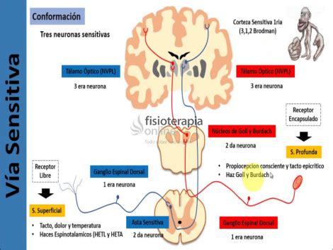 Esquema del sistema nervioso y las vías sensitivas del cuerpo humano