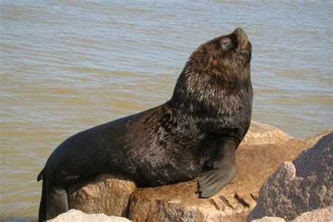 Ilustración de un lobo marino común (Otaria flavescens) en un roquerío.