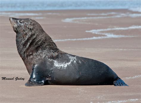 Fotografía de un lobo fino austral (Arctocephalus australis) en una colonia.