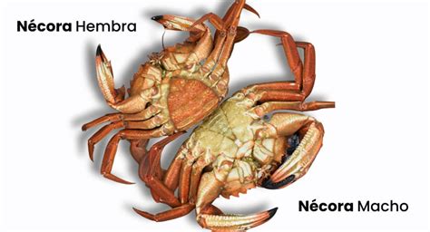 Comparativa visual de tamaño entre un macho y una hembra de lobo marino común.