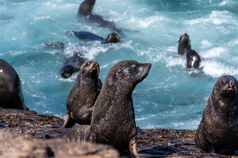 Representación de la estructura de una colonia de lobos marinos con un macho dominante y su harén.