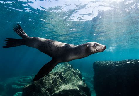 Fotografía de un lobo marino interactuando con una embarcación pesquera.
