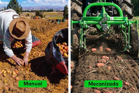 Fotografía de operario realizando la cosecha manual con técnica de rotación suave para preservar la integridad del pedúnculo