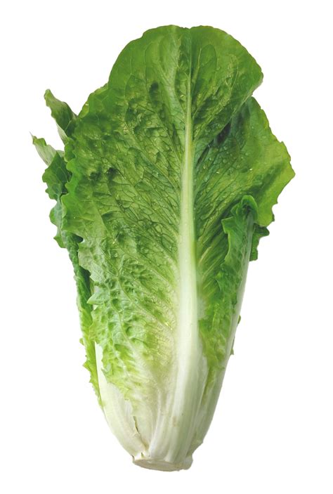 Ilustración detallada de una lechuga romana mostrando su tallo y hojas