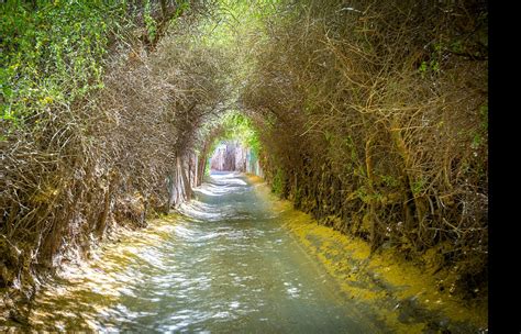 Paisaje del Oasis de Pica y Mamiña