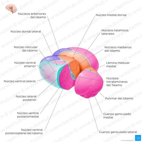 Esquema del núcleo ventral intermedio del tálamo y su conexión con el circuito motor.