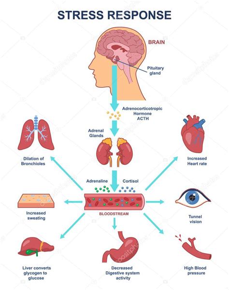Ilustración que muestra la respuesta del cuerpo ante el estrés y la ansiedad, incluyendo la liberación de hormonas y la tensión muscular.