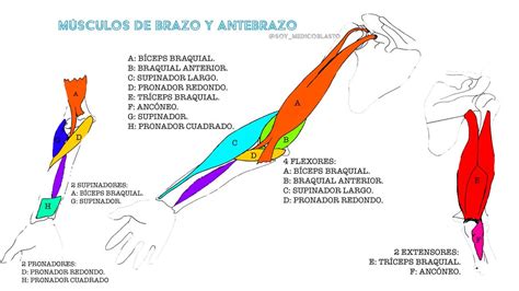 Esquema anatómico detallado de los músculos del brazo y antebrazo