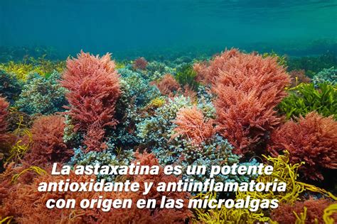 ilustración de microalgas produciendo astaxantina bajo el sol