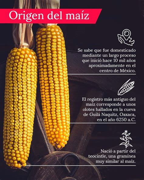 Esquema mostrando la historia y usos del maíz, con énfasis en las variedades blanca y amarilla