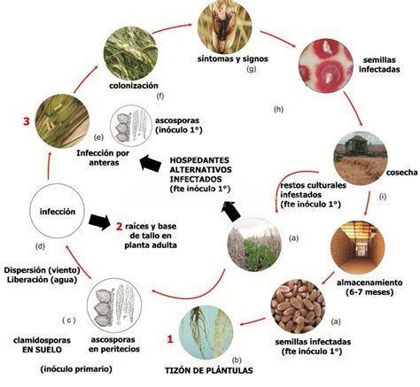 Esquema del ciclo de vida de Fusarium graminearum en maíz, mostrando la supervivencia en residuos, formación de ascosporas y vías de infección.