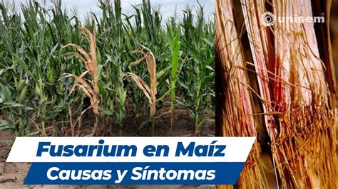 Foto de tallo de maíz con síntomas de pudrición por Fusarium, mostrando decoloración interna y externa.