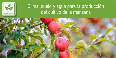 Esquema de las condiciones climáticas y del suelo ideales para el manzano