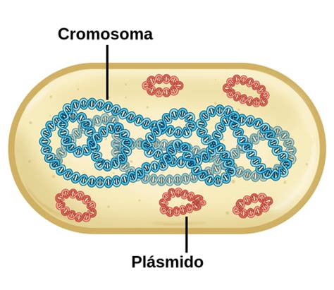 Diagrama de la estructura del genoma bacteriano.