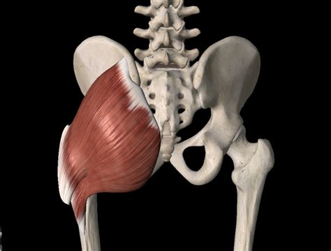 Esquema anatómico mostrando la activación muscular del glúteo mayor, isquiotibiales y core durante el puente de glúteos.