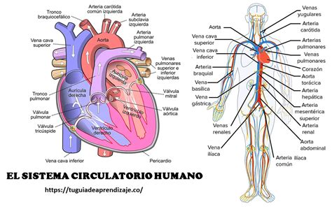 Esquema del sistema circulatorio con énfasis en la acumulación de líquido en las extremidades inferiores y cómo se manifiesta el signo de fóvea.
