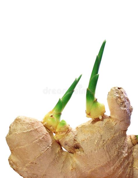 Rizoma de jengibre con tuberosidades y brotes