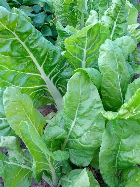 Campo de acelgas con hojas verdes y pencas blancas destacadas