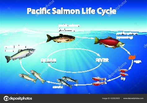 Ilustración mostrando el ciclo de vida de los salmones y su interacción con el ecosistema marino.