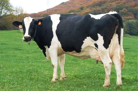 Foto de vacas de raza Frisona en un pastizal italiano