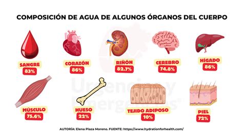 Esquema de la composición de la carne mostrando el porcentaje de agua, proteínas y otros componentes.