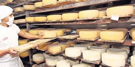 esquema detallado del proceso de maduración del queso, mostrando la acción de bacterias y enzimas