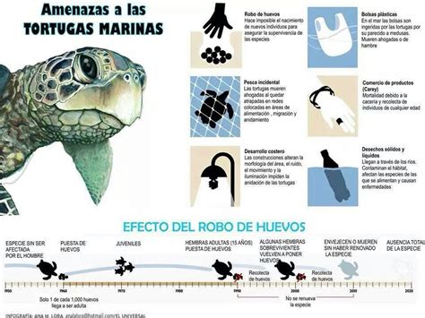 Esquema de las diversas amenazas que enfrentan las tortugas marinas