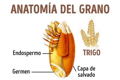 Diagrama que muestra los componentes del grano de trigo (cáscara, endospermo, germen).