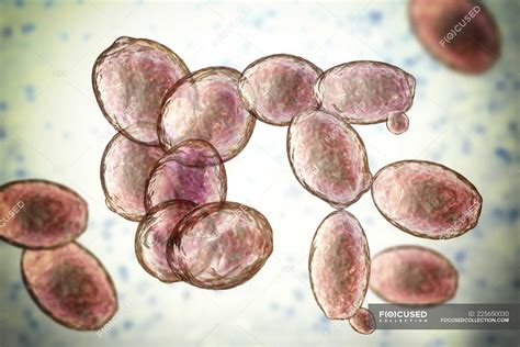 Micrografía de células de levadura (Saccharomyces cerevisiae).