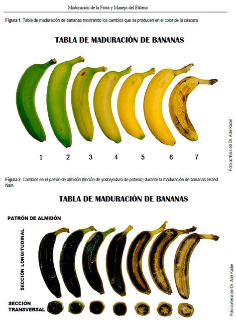 infografia sobre metodos de maduracion de platanos