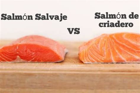imagen comparativa de salmón de piscifactoría y salmón salvaje, destacando la diferencia de color