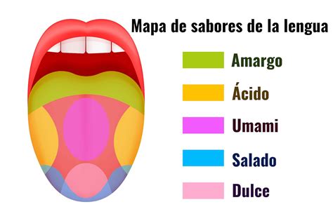 Infografía: La sal como equilibrador de sabores en la cocina (regulación de acidez, dulzor y amargor)