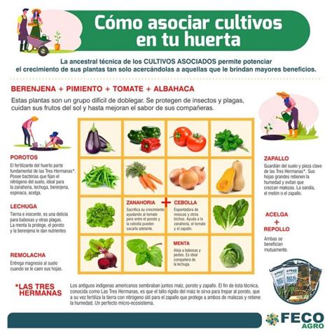 Ilustración de asociaciones de cultivos beneficiosas y perjudiciales para la acelga