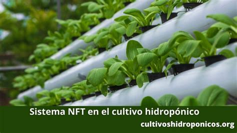 Esquema de un sistema hidropónico NFT para cultivo de acelga