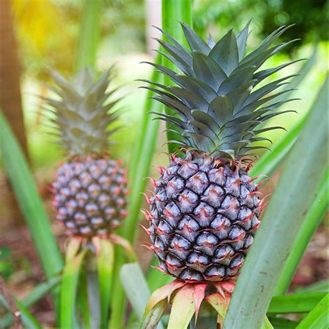 Planta de piña en crecimiento con el fruto