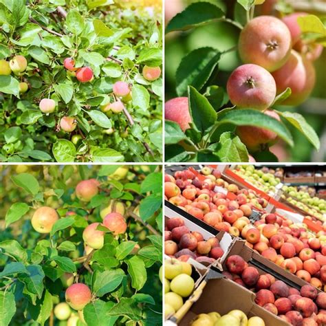 Manzanas WA 38 recién cosechadas, mostrando su coloración y forma.