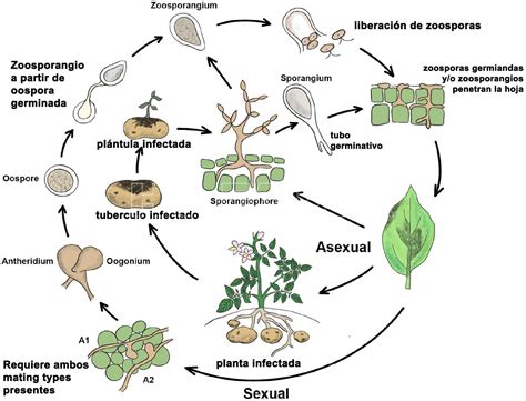 Esquema del ciclo de vida de Phytophthora y su modo de infección en plantas.