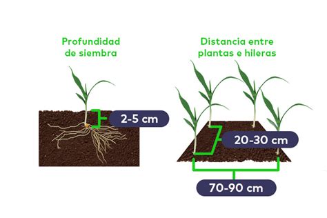 Ilustración comparando la distancia entre hileras de maíz (70 cm vs 50 cm) y la densidad de plantas.