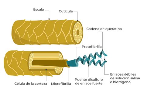 Infografía detallando la estructura del cabello y la función de la keratina.