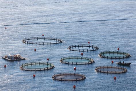 Esquema de una plataforma de acuicultura oceánica o granja acuícola en zonas expuestas.