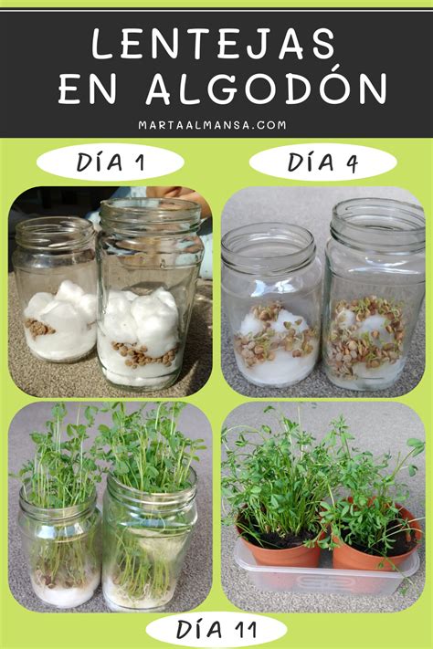 Niños plantando lentejas en un tarro de vidrio con algodón y agua.