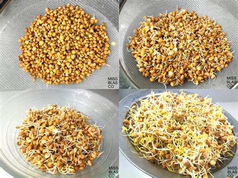 Lentejas germinadas listas para ser consumidas en un plato.