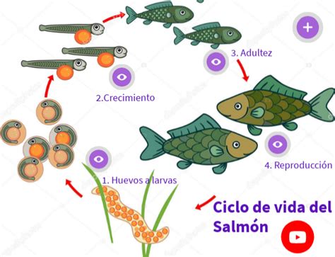 Esquema del ciclo de vida del salmón en acuicultura