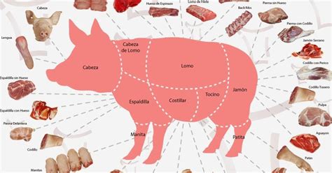Esquema de los diferentes cortes de cerdo para pulled pork