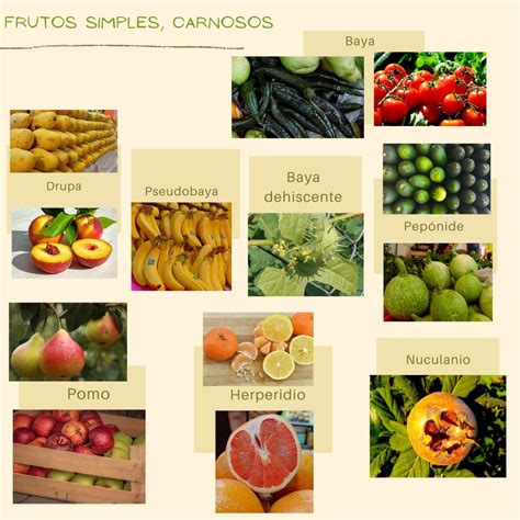 Esquema de selección de pimientos: elegir ejemplares carnosos y de piel tersa para un asado óptimo